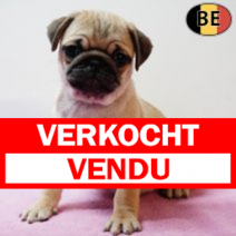 Mopshond 070126 F(BE2750) 040326.verkocht-vendu.png
