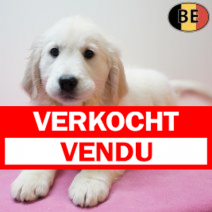 Golden Retriever 301225 F(BE4817) 110326.verkocht-vendu.png
