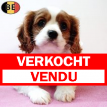 Cavalier King Charles 201225 F(BE4186) 250226.verkocht-vendu.png