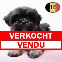 Lhasa Apso 191125 F (BE1190) 140126 verkocht - vendu.jpg