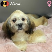 Lhasa Apso Nina 191125 F(BE1152) 130326.jpg