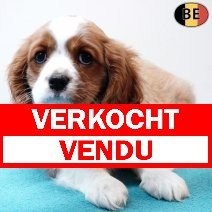 Cavalier King Charles 201225 M(BE2776) 250226 verkocht - vendu.jpg