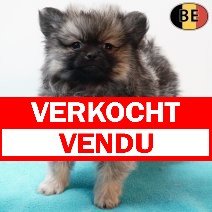 Keesje 010126 M(BE5949) 060326 verkocht - vendu.jpg