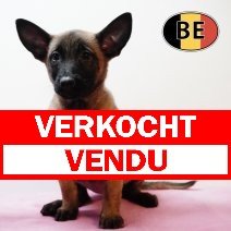 Mechelaar 171225 F (BE1094) 250226 verkocht - vendu.jpg