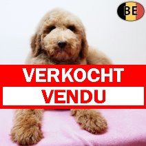 Koningspoedel 141025 F(BE6103) 020226 verkocht - vendu.jpg