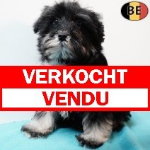 Schnoodle (Poedel X Schnauzer) 011125 M(BE6117) 040226 verkocht - vendu.jpg