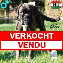 Boxer Dio 041025 M(HU5644) 060326 verkocht - vendu.jpg