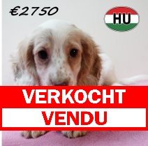 Teckel 111125 F (HU8678) 250226 verkocht - vendu.jpg