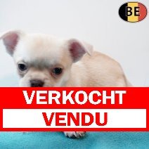 Chihuahua 061225 M(B5160) 040226 verkocht - vendu.jpg