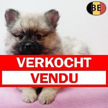 Keesje 010126 F(BE5953) 060326 verkocht - vendu.jpg