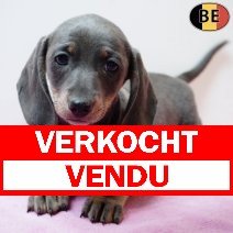 Teckel 070126 F(BE2924) 040326 verkocht - vendu.jpg