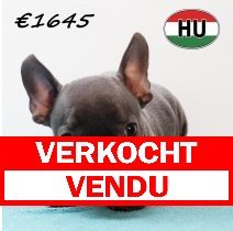 Franse Bulldog 111125 M (HU8743) 250226 verkocht - vendu.jpg