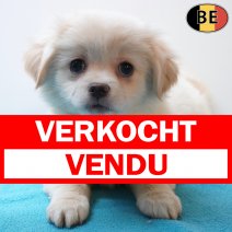 X Shih Tzu 020126 M(BE5975) 110326 verkocht - vendu.jpg