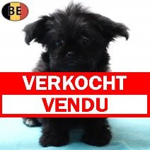 Yorkinese (York X Pekingees) 111225 M(BE5959) 020326 verkocht - vendu.jpg