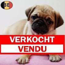 Mopshond 070126 F(BE3717) 040326 verkocht - vendu.jpg