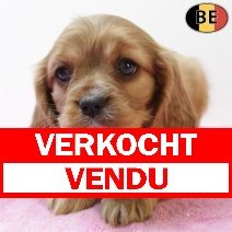 Cavalier King Charles 011225 F(BE6136) 060226 verkocht - vendu.jpg