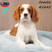 Cavalier King Charles Charlie 230925 M(SK7830) 140326.jpg