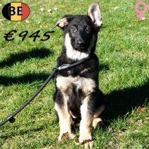 Duitse Herder Korthaar 021225 F(BE6113) 250226.jpg