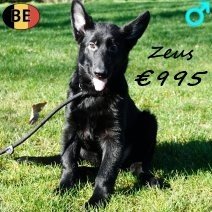 Duitse Herder Zeus 021125 M(BE6839) 250226.jpg