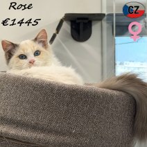 Ragdoll Rose 020925 F(CZ2118) 150326.jpg