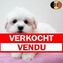 Maltezer 070126 F(BE5993) 060326 verkocht - vendu.jpg
