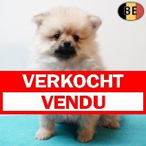 Keesje 010126 M(BE5997) 060326 verkocht - vendu.jpg