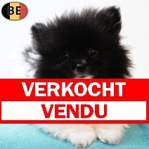 Keesje 231225 M(BE6744) 250226 verkocht - vendu.jpg