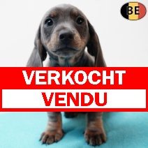 Teckel 070126 M(BE2006) 040326 verkocht - vendu.jpg