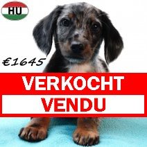 Teckel 021125 M(HU2437) 040326 verkocht - vendu.jpg