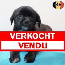 X Shih Tzu 020126 M(BE6006) 110326 verkocht - vendu.jpg