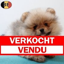 Keesje 060126 M(BE1752) 040326 verkocht - vendu.jpg