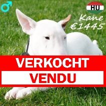 Mini Bull Terrier Kane 010925 M(HU7250) 060326 verkocht - vendu.jpg