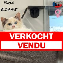 Ragdoll Rose 020925 F(CZ2118) 150326 verkocht - vendu.jpg