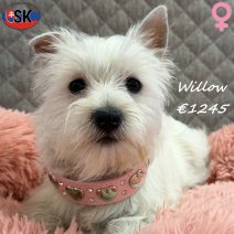 West Highland White Terrier Willow 271025 F(SK0948) 180326.jpg