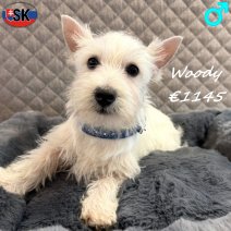 West Highland White Terrier Woody 271025 M(SK0954) 180326.jpg