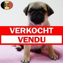 Mopshond 070126 F(BE9950) 040326 verkocht - vendu .jpg