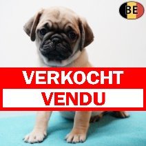 Mopshond 070126 M(BE1456) 040326 verkocht - vendu.jpg