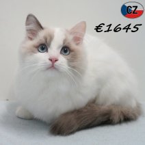 Ragdoll 271125 M(CZ1970) 180326.jpg