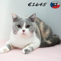 Britse Korthaar 091025 F(CZ9117) 180326.jpg