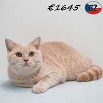 Britse Korthaar 091025 M(CZ9113) 180326.jpg