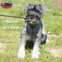 Dwergschnauzer Marie 290925 F(SK9302) 180326.jpg