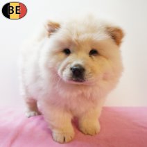 Chow Chow 170126 F(BE0364) 180326.jpg