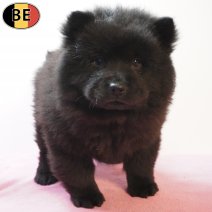 Chow Chow 170126 F(BE1459) 180326.jpg