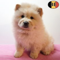 Chow Chow 170126 F(BE3330) 180326.jpg