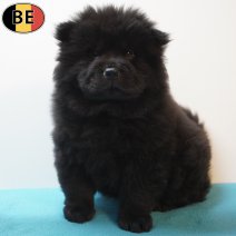 Chow Chow 170126 M(BE0944) 180326.jpg