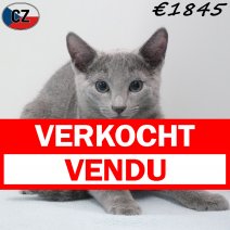 Blauwe Rus 191125 M(CZ9123) 180326 verkocht - vendu.jpg