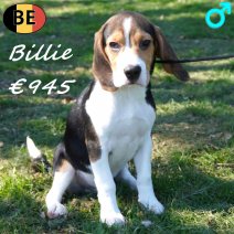 Beagle Billie 301125 M(BE6141) 180326.jpg