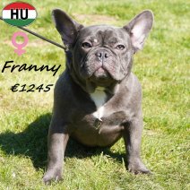 Franse Bulldog Franny 020825 F(HU7373) 180326.jpg