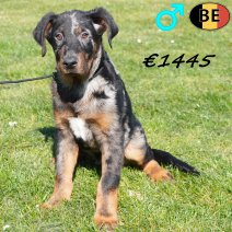 Beauceron 111225 M(BE1128) 180326.jpg