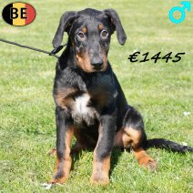 Beauceron 111225 M(BE1548) 180326.jpg